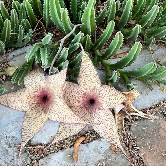 Other - Star-Shaped Succulent - Stapelia Gigantea